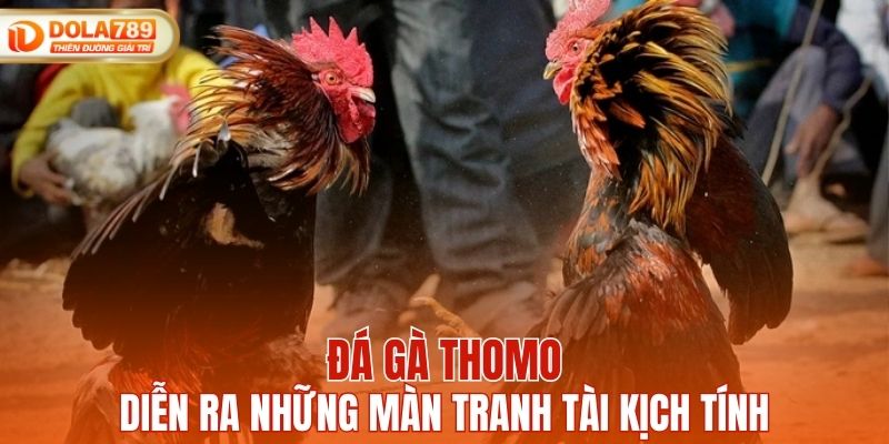Đá gà Thomo - Nơi diễn ra những màn tranh tài kịch tính