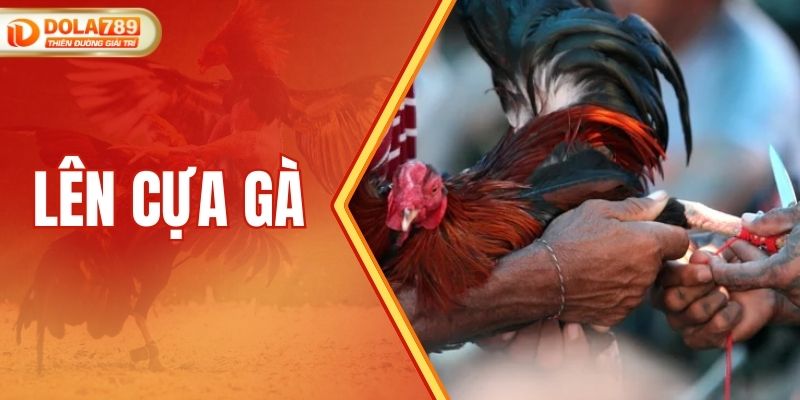 Kinh Nghiệm Lên Cựa Gà Chuẩn Xác Cho Sới Gà Chuyên Nghiệp