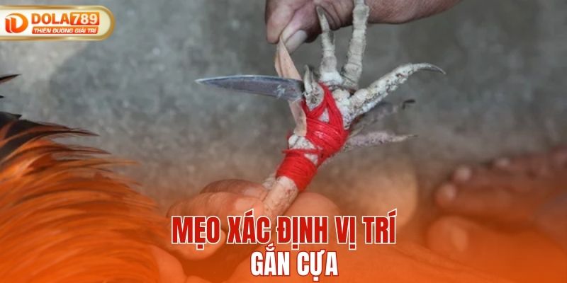 Mẹo xác định vị trí gắn cựa