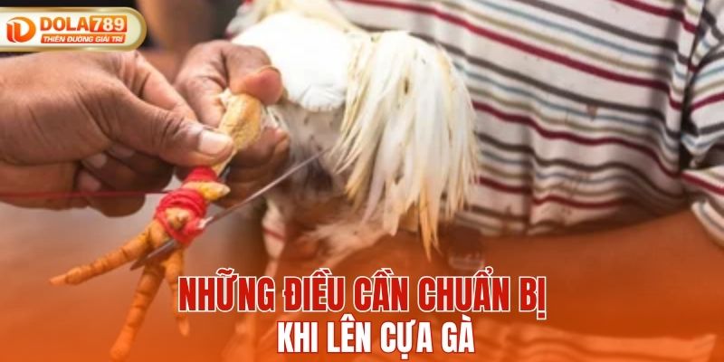 Những điều cần chuẩn bị khi lên cựa gà